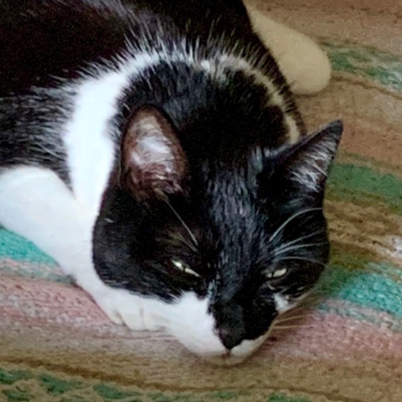 Meet your Posher, Jay - Picture 1 of 1